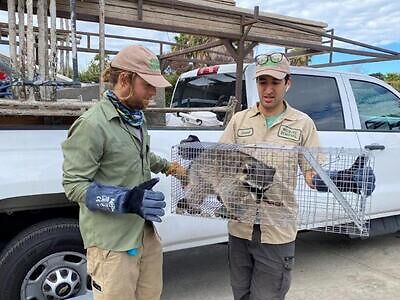 Colorado Springs Raccoon Removal, Animal Pest Control Trapping in Colorado